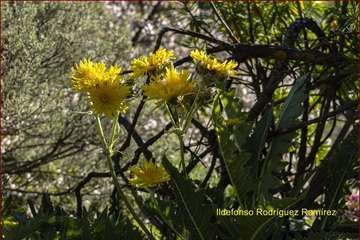 Manto de tonos blancos y rosas en Gran Canaria (Reportaje gráfico de Ildefonso Rodríguez)